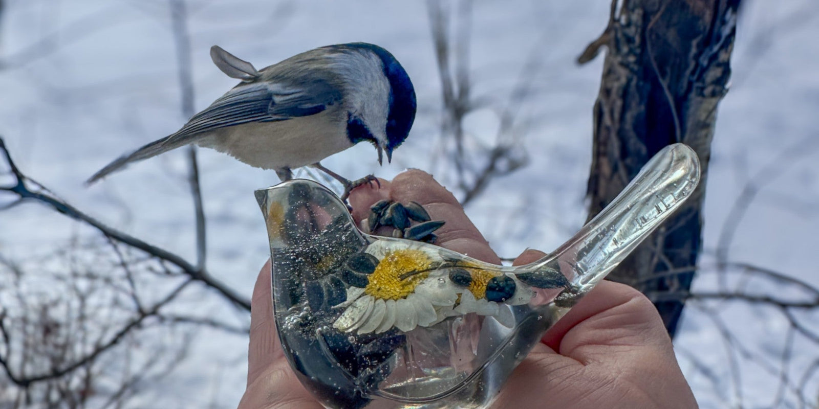 How I Feed the Chickadees - Tips and Hints