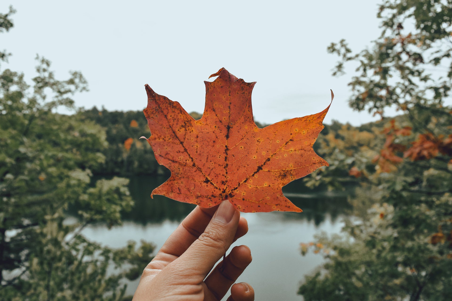 Canada Maple Leaf Bird