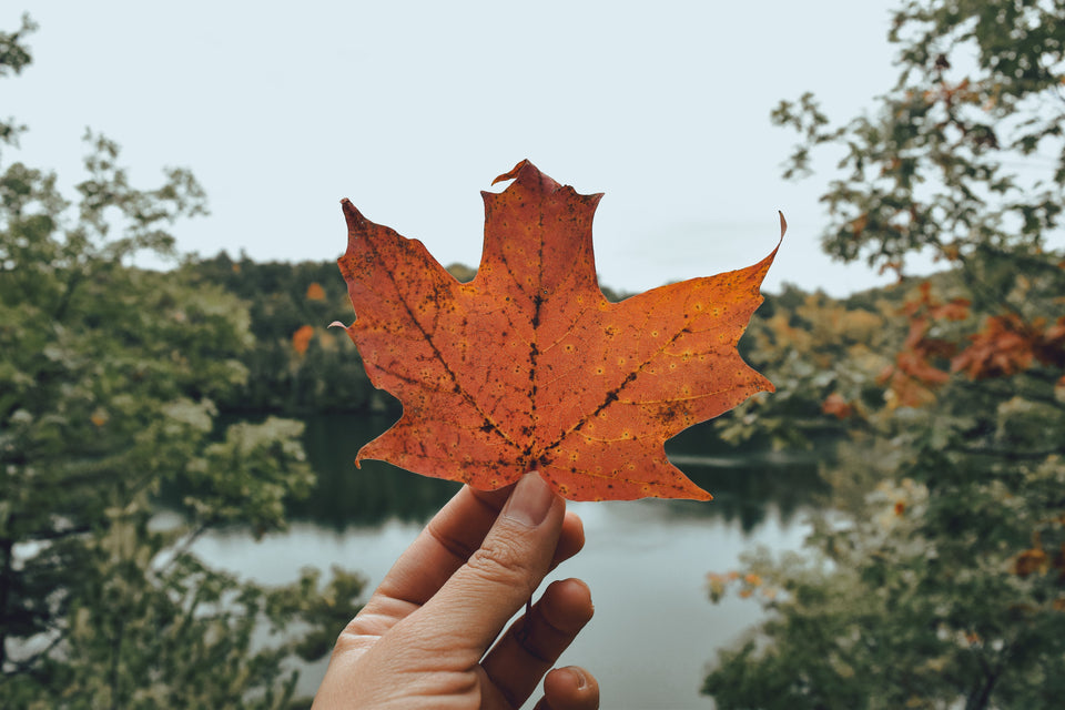 Canada Maple Leaf Bird