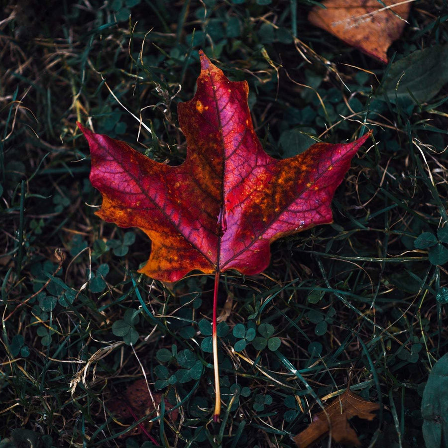 Fall Into Savings Bundle
