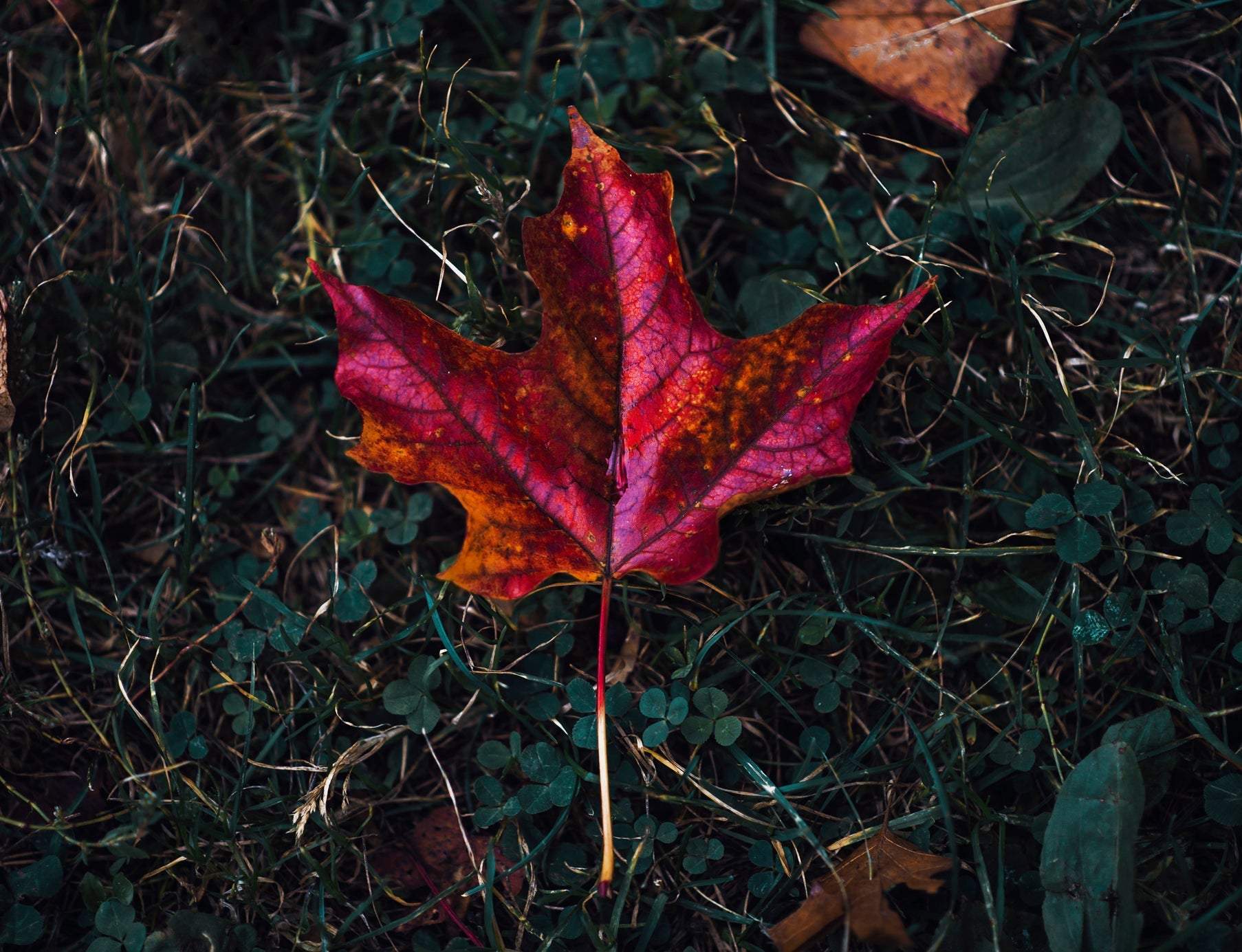 Fall Into Savings Bundle