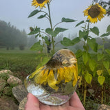 Sunflower Bella Bloom - Handmade Dried Sunflower Resin Bird Home Decor