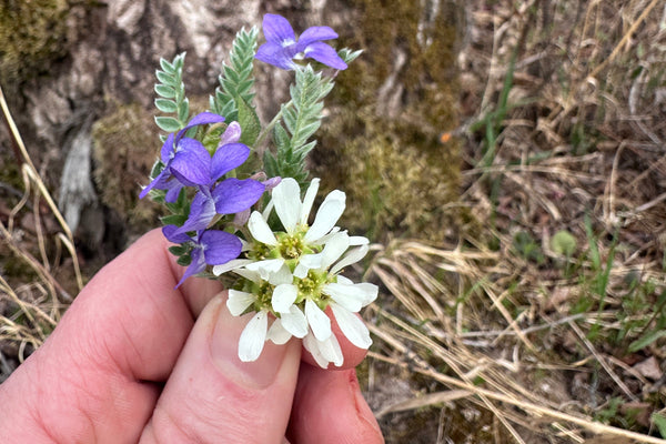Hand holding a small bouquet of white and purple flowers against a natural background with tree bark and grass.