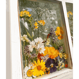Pressed Flower Window Frame with real yellow, white, and purple dried flowers, set in a distressed white wood frame with holographic backing.