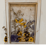 Pressed Flower Window Frame with a distressed white wood frame, clear resin pane, and yellow, purple and dried brown botanicals.