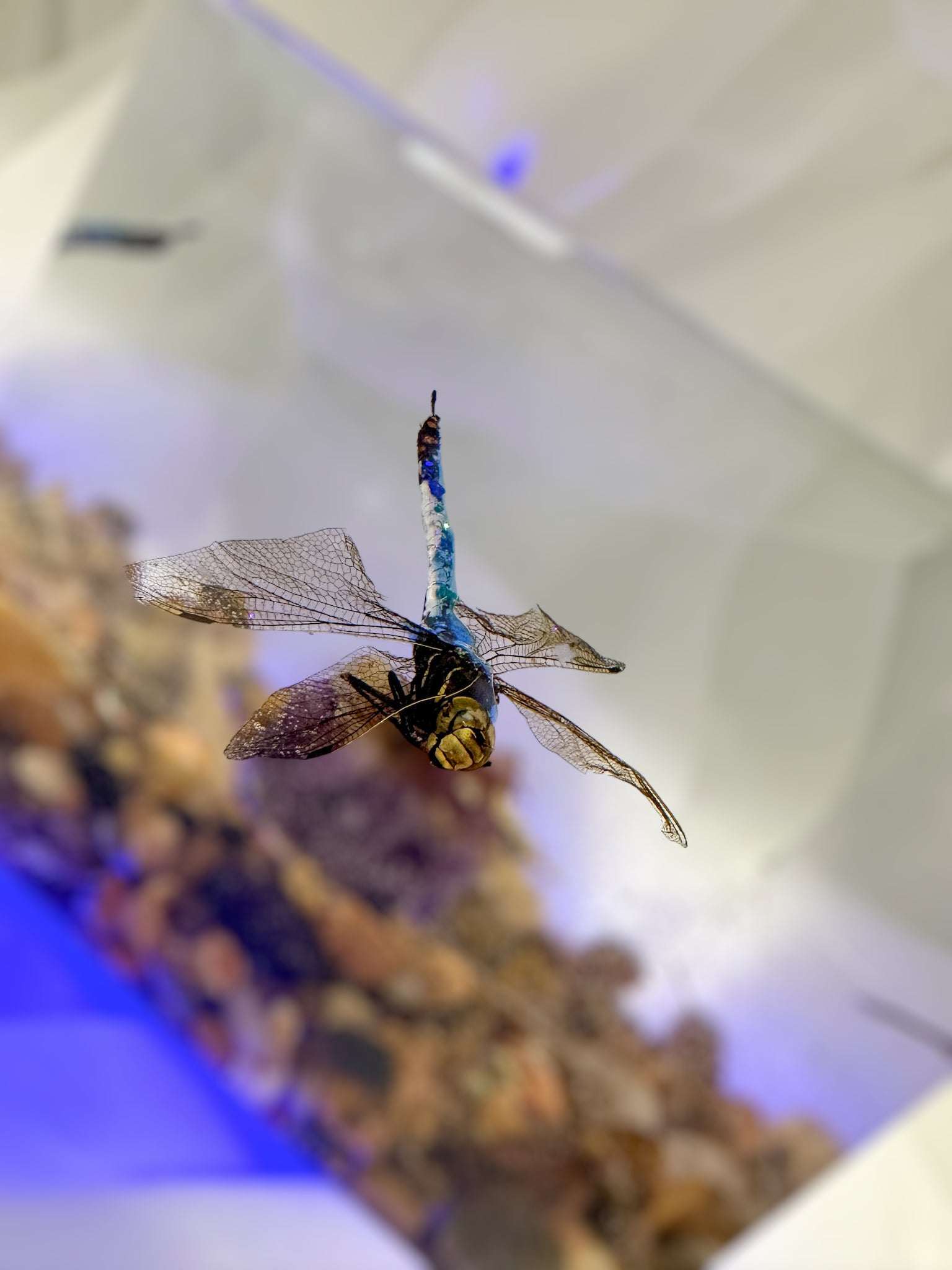 Dragonfly Art: Nature Inspired Home Decor & Unique Gift Idea